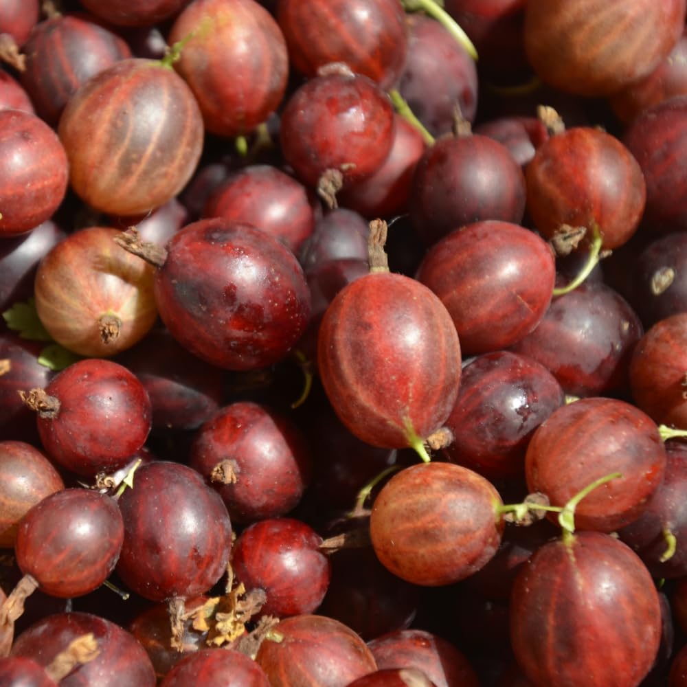 Jeanne Gooseberry Live Plant 5-7 Inch Starter in Soil, No Pot - Sweet Red Gooseberry Fruit Shrub, Thornless Hardy Berry Plant for Outdoor Garden
