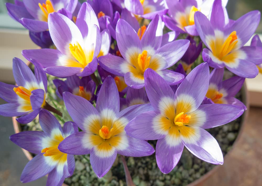 10 Tricolor Crocus Bulbs for Planting - Easy to Grow