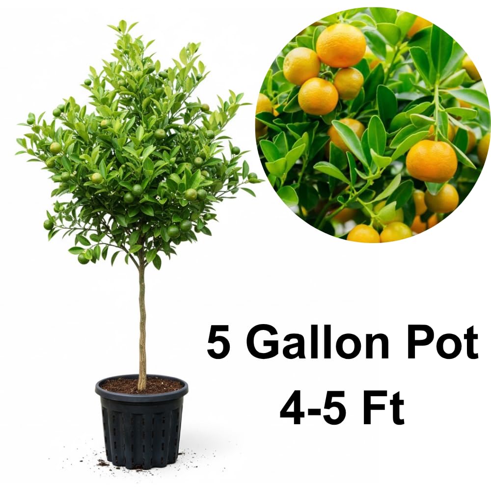 Calamansi Tree Live Plant in 5 Gallon Pot, Large Calamondin Kalamansi Citrus Fruit Tree