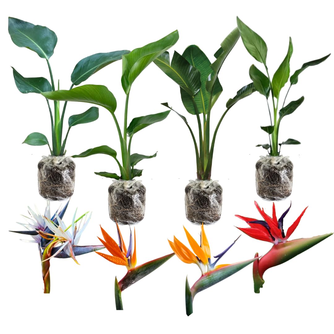 1 Assorted Bird of Paradise Live Plant, Vibrant Tropical Houseplant Flowers Strelitzia Reginae Size 5 to 9 Inc Tall, No Pot, Well-Rooted, Hardy