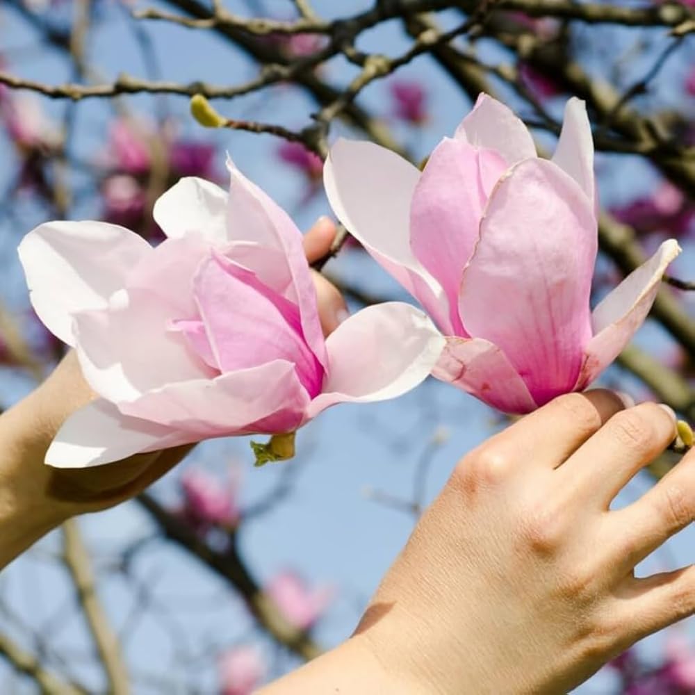 Jane Magnolia Plant Live, 6-12 Inch Tall, Magnolia Tree in 2.5” Pot, Flowering Ornamental Tree