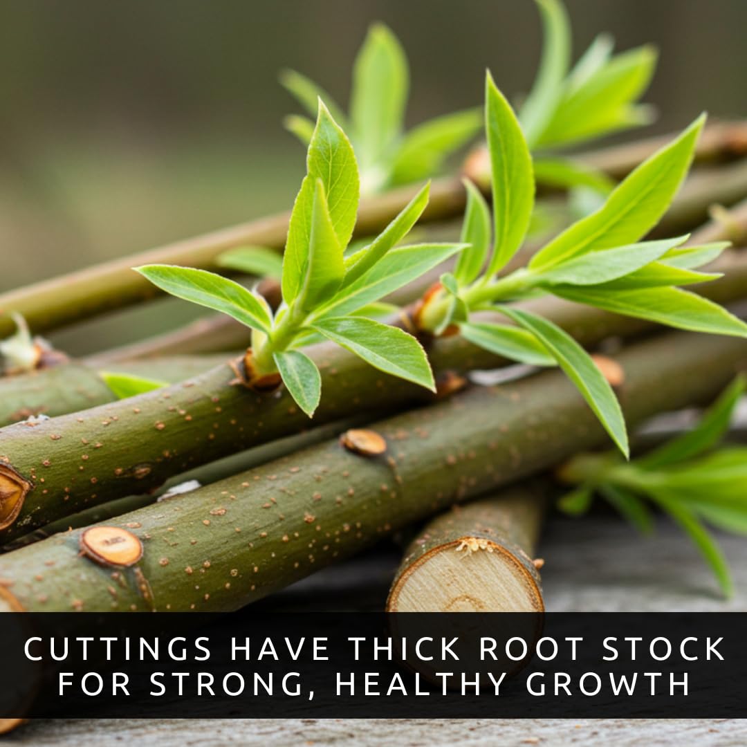 24 Jumbo Hybrid Willow Tree Cuttings - Approx 10 inches Tall, 5/8 in- 1+ Inch Thick Root Stock - Fast Privacy Shade Trees - Easy to Grow