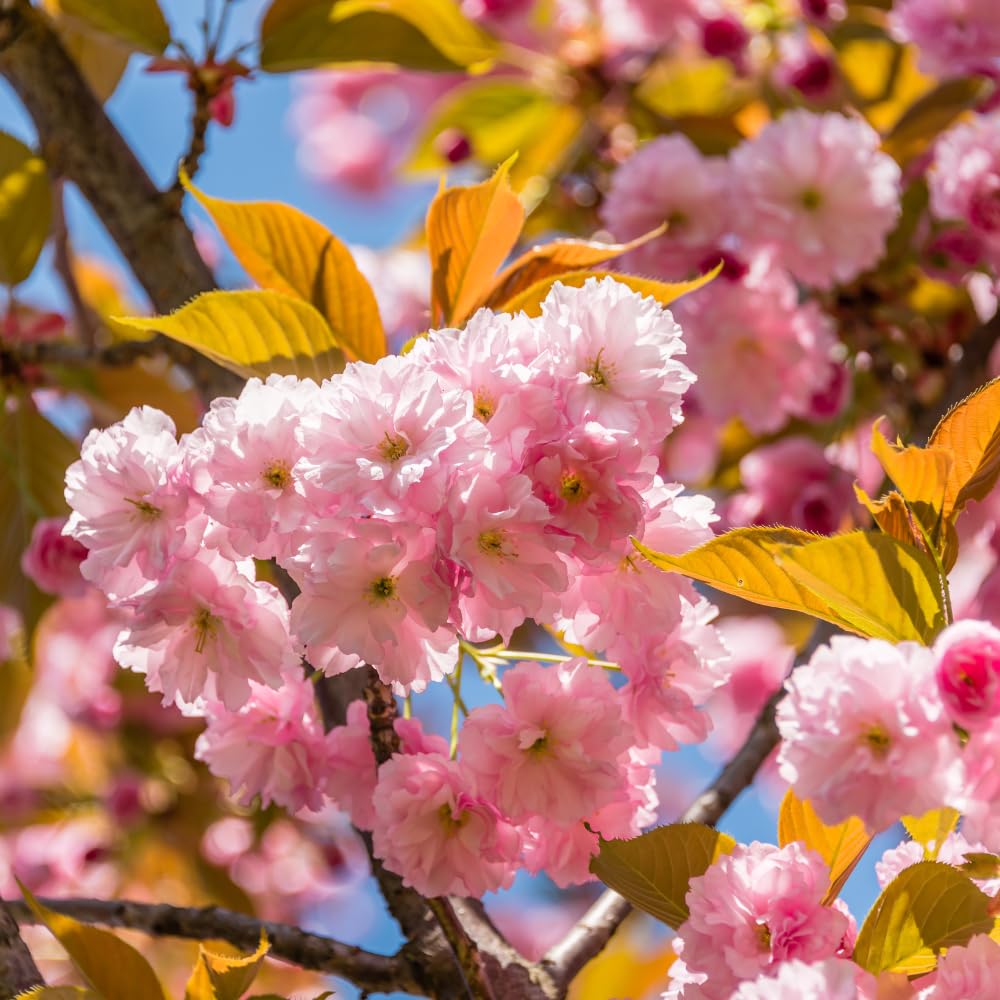 Double Pink Cherry Blossom Tree Plant, Live Cherry Blossom in Pot, 8 to 12 Inch Tall Pink Cherry Blossom Flowers Live Plant, Cherry Blossom Tree Live in Pot, Cherry Flower Starter Plant