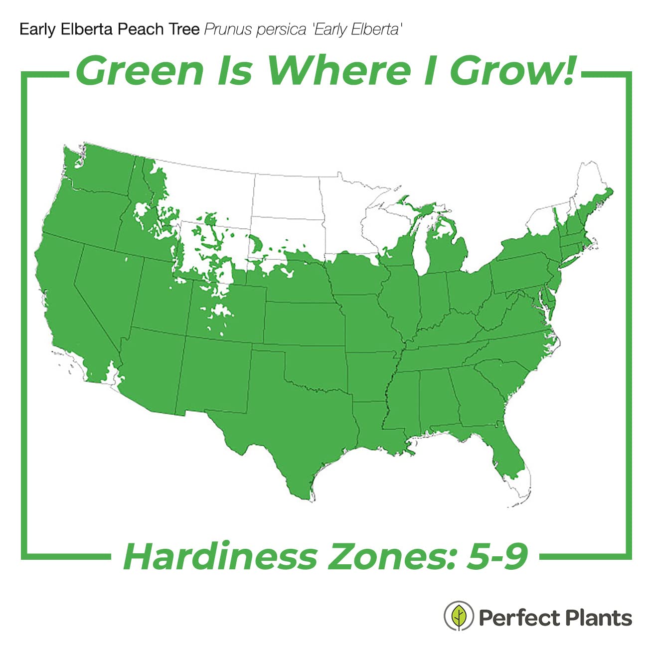 PERFECT PLANTS Early Elberta Peach Tree 4-5 Feet | Live Fruit Tree for Outdoor Planting | Sweet & Healthy Fruit | Spring Blooming Flowers Mature to Ripe Fruits in Summer