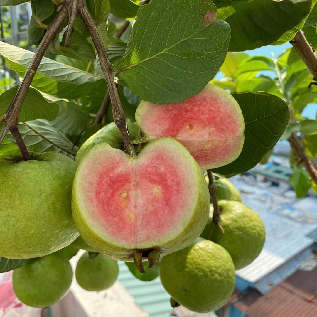 Live Grafted Ruby Guava Tree, Hardy Tropical Guava Plant, Sweet Fruit, 3 to 4 Feet Tall for Outdoor Growing