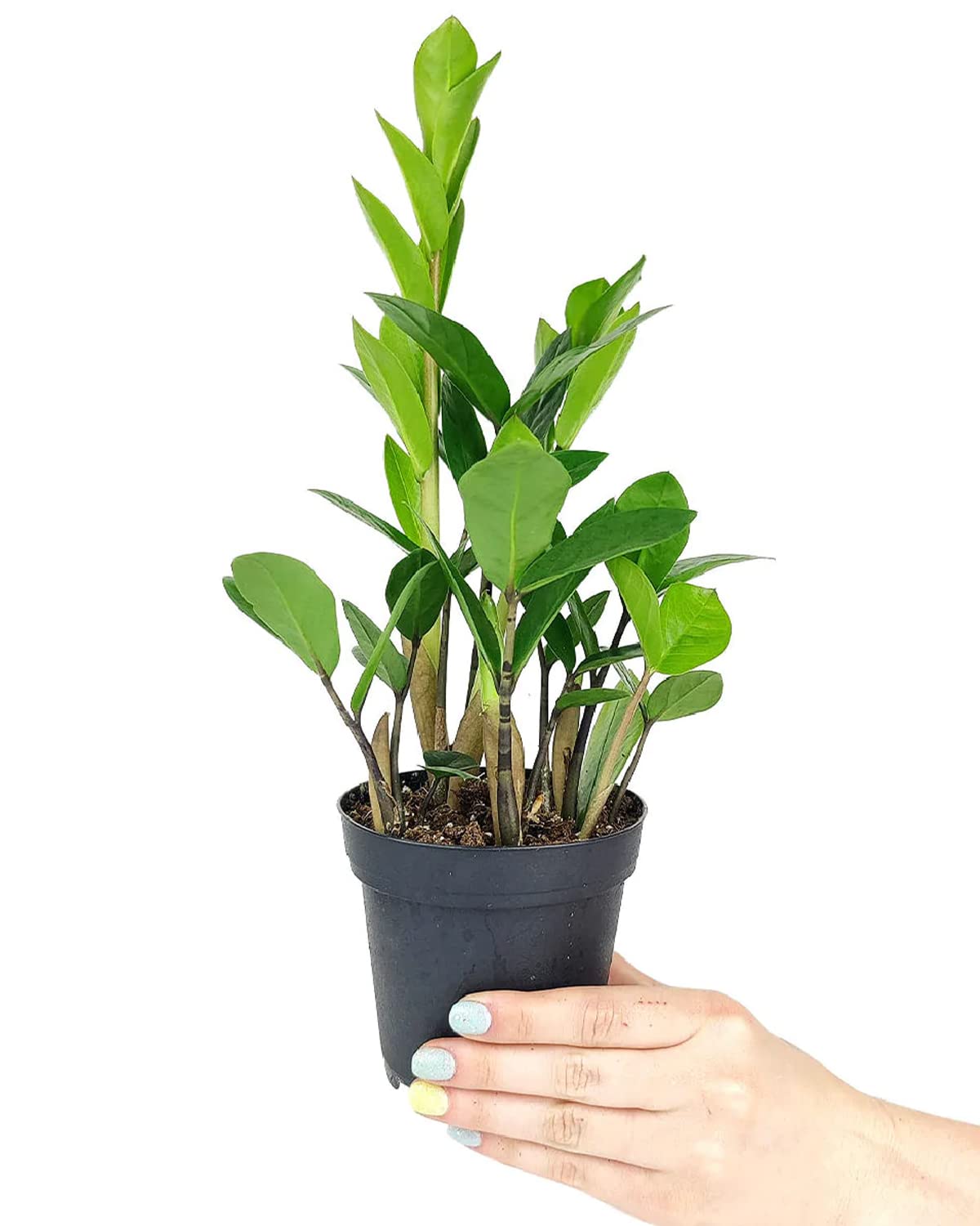 ZZ Plant (4" Grower Pot) - Low Light and Healthy Houseplant - Easy to Care, Easy to Grow Plants for Beginners - Live Healthy Houseplant for Home Office Decoration - Air-Purifying Indoor Plant
