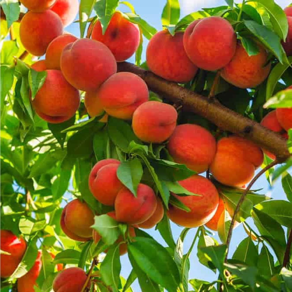 Mixrug 5+ Dwarf Peach Tree Seeds for Planting,Organic Fruit Tree Seeds,Prunus Persica Seed Non-GMO Heirloom for Sweet Juicy Fruit, Self Pollinating & Fast Growing Backyard Orchard Tree