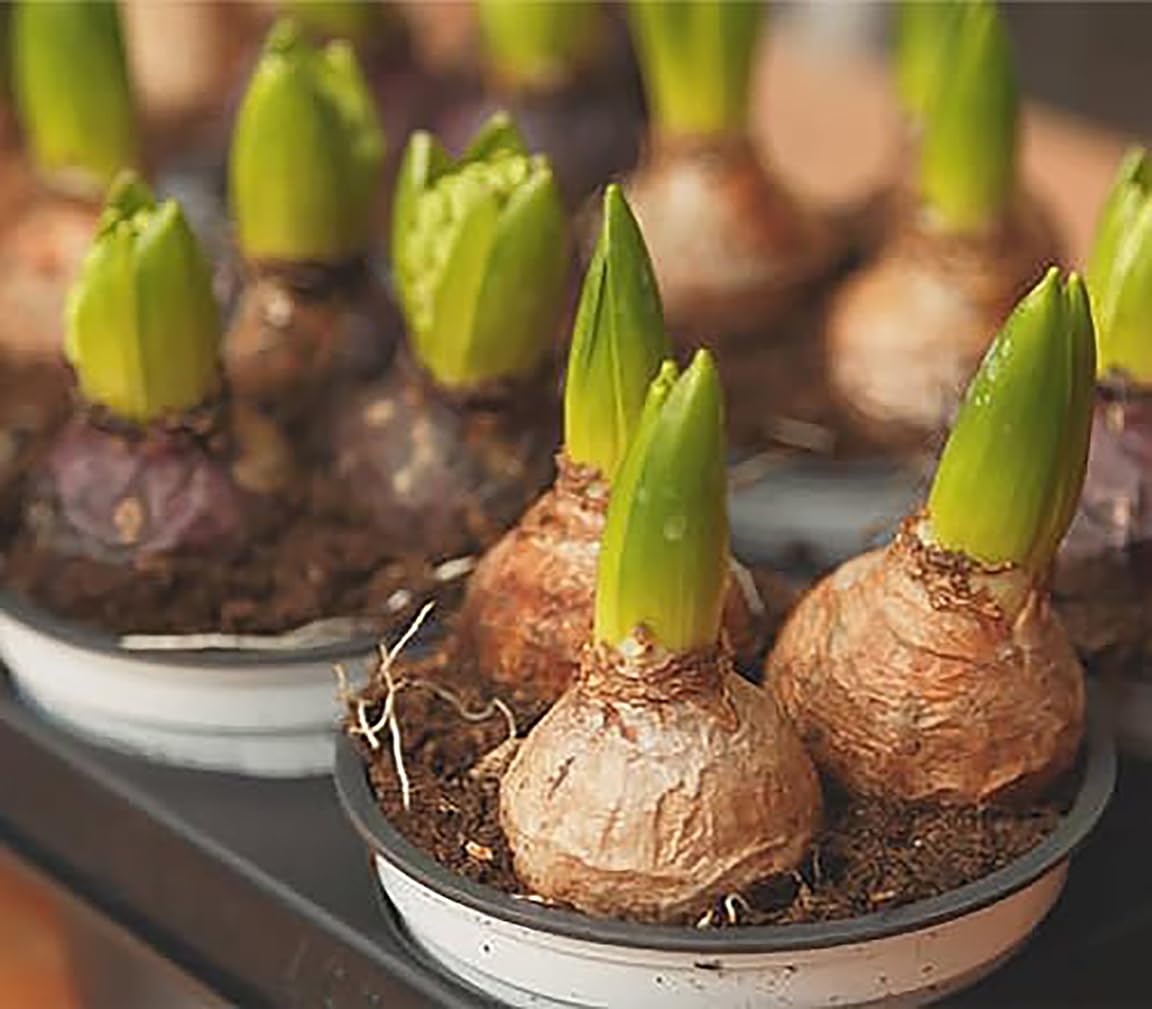 5 Fondant Pink Hyacinth Bulbs