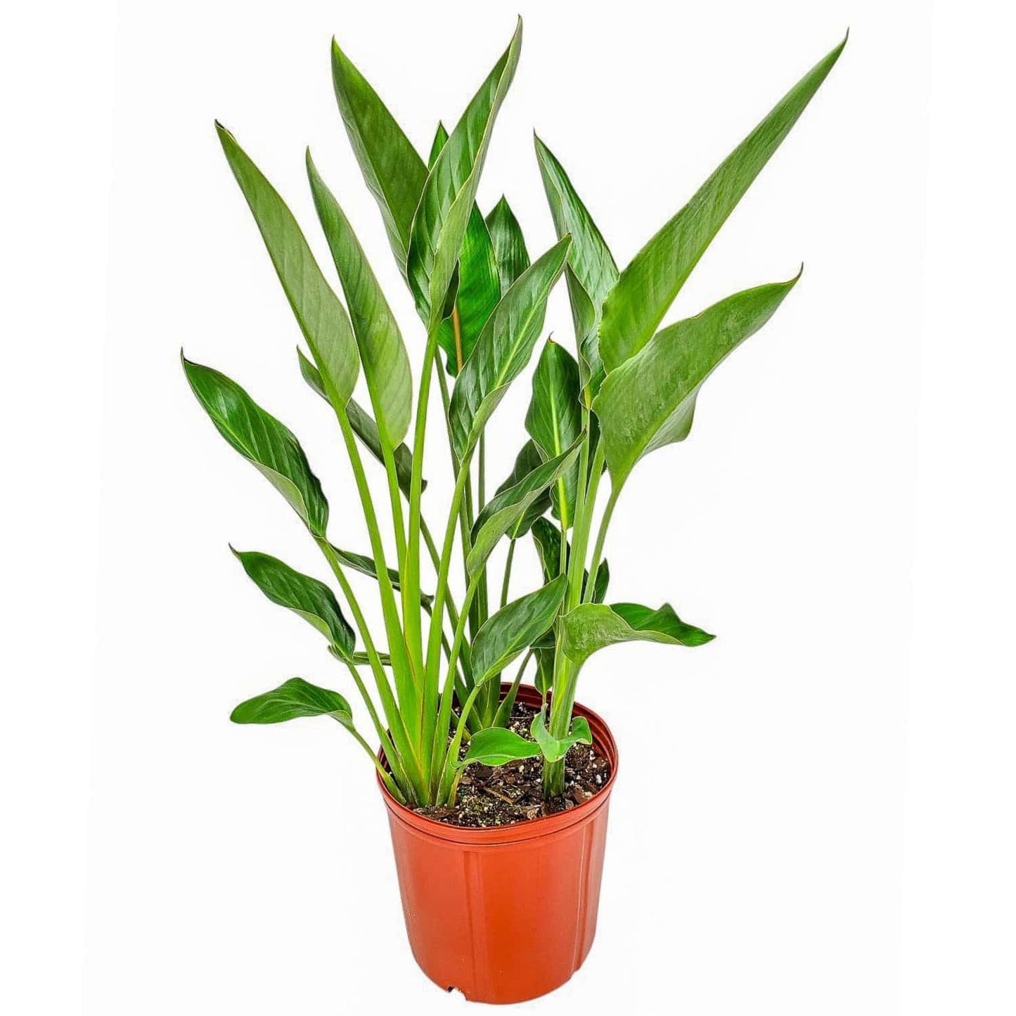 Tropical Plants of Florida Bird of Paradise Live Plant Orange Flower with Heat Pack - 3 Gallon 30 to 36 Inch Tall Indoor Outdoor Tropical Foliage Plant