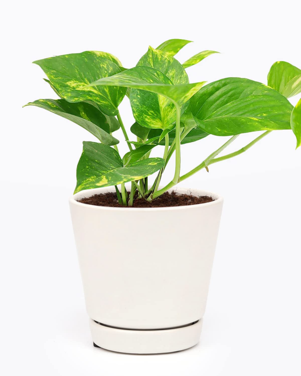 Golden Pothos (4" Grower Pot) - Trailing Easy to Grow Houseplant - Best Air-Purifying Houseplant for Home and Office Decoration