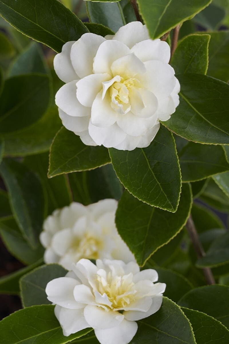Live Plant - Buttermint Unique Bloom Camellia Japonica-Live Starter Plant