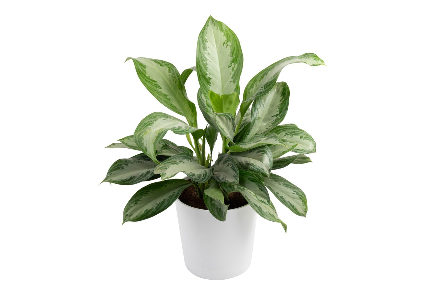Costa Farms Chinese Evergreen, Aglaonema Easy To Grow Live Indoor Plant in Premium Décor Planter Pot, Houseplant in Potting Soil Mix, Housewarming, Unique Home Décor or Room Decor, 2-3 Feet Tall