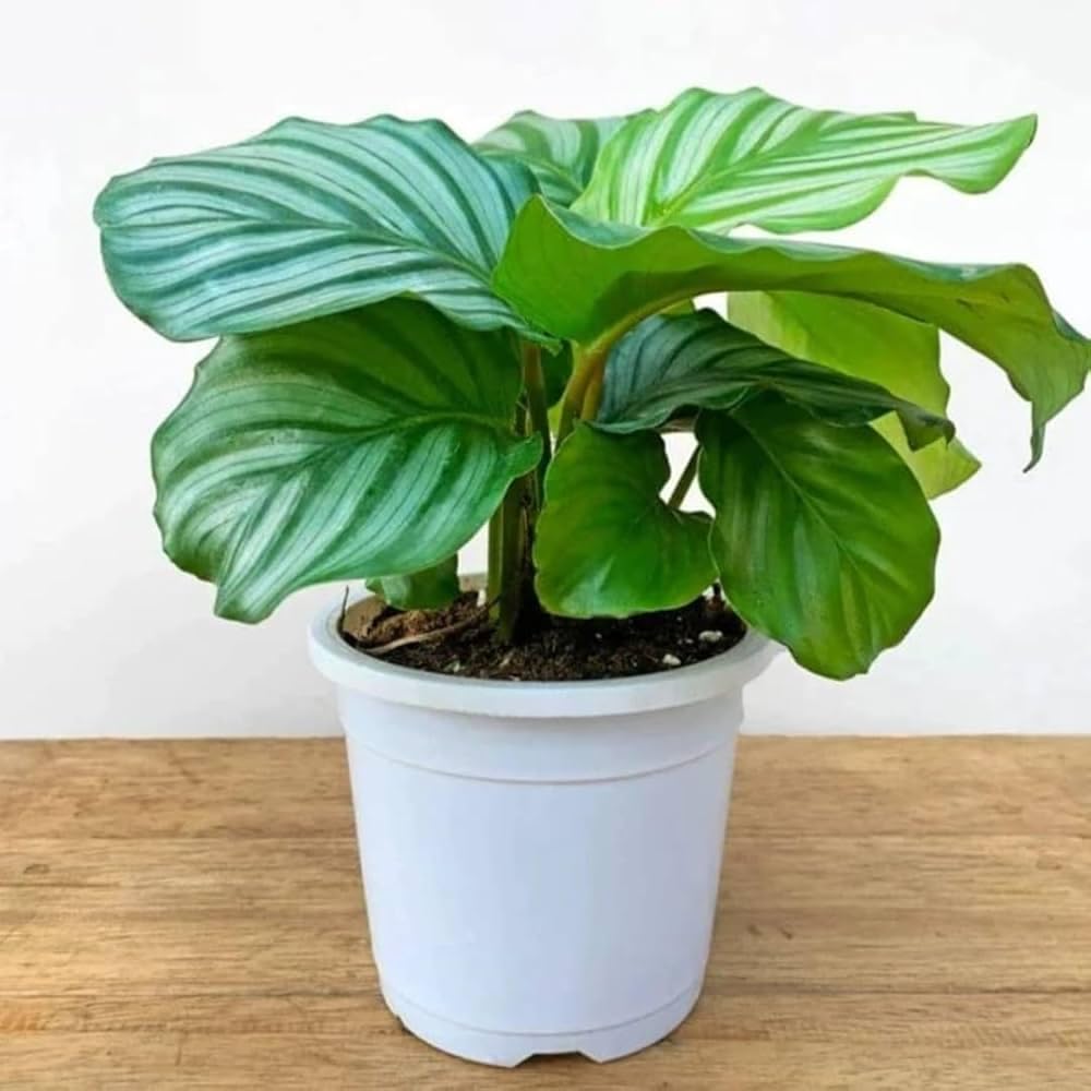 100pcs Green Calathea Plant Seeds for Planting, Tropical Foliage Seeds for Indoor & Outdoor Growing | Easy to Grow Houseplant Seeds