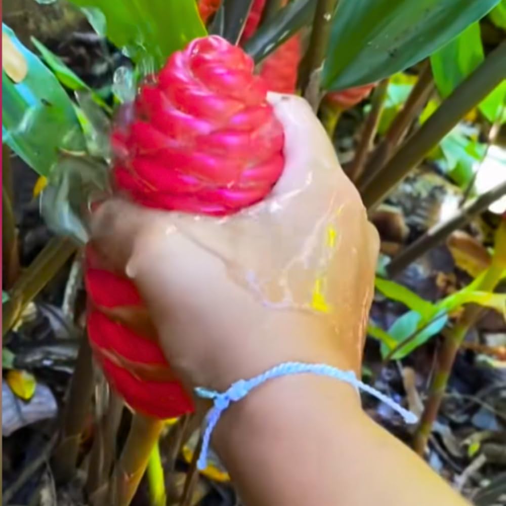 12 Zingiber Zerumbet Awapuhi Shampoo Ginger Roots, Red Pinecone Ginger Rhizomes for Outdoor Planting