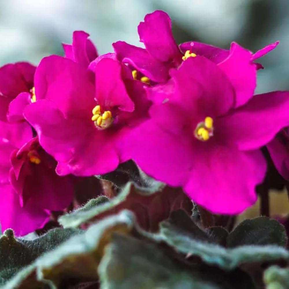 Live African Violet Plant Indoor, Burgundy Red African Violets Live Plant, 4 Inches Pot, African Violet Plant Live House Plants for Garden, 8 to 10 Inc Tall