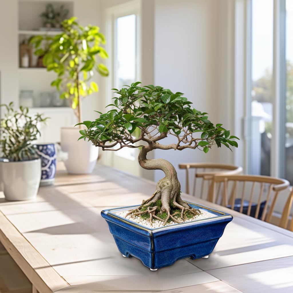 Villa Como Bonsai Pots Shallow Succulent Planters for Live Bonsai Trees Set of 2, 6.3" Ceramic Pot for Succulents Indoor with Drainage Hole, Outdoor Cactus Plant Bonsai Pot, Ceramic Flower Pot
