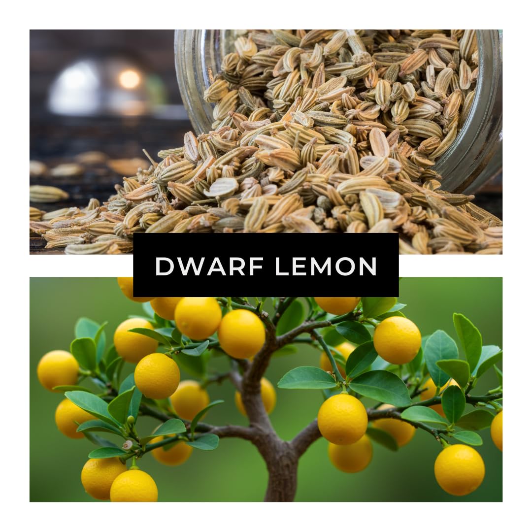 Dwarf Lemon Bonsai Tree Seeds, 20 Seeds, Grow a Delicious Fruit Bearing Bonsai Tree, Great for Home Gardening