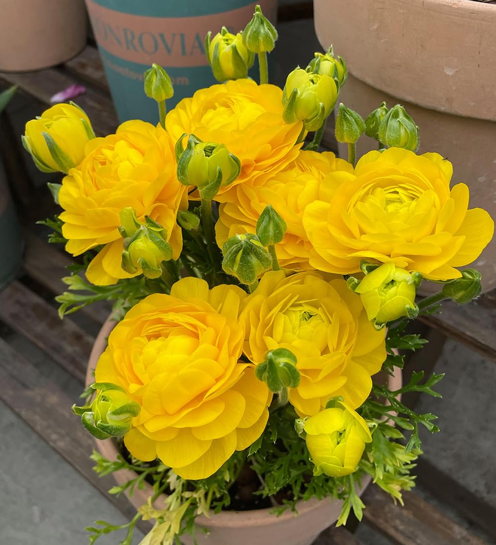 15pcs Mixed Peony Ranunculus Bulbs Corms Flower Bulbs Garden Blooms Planting (Yellow)