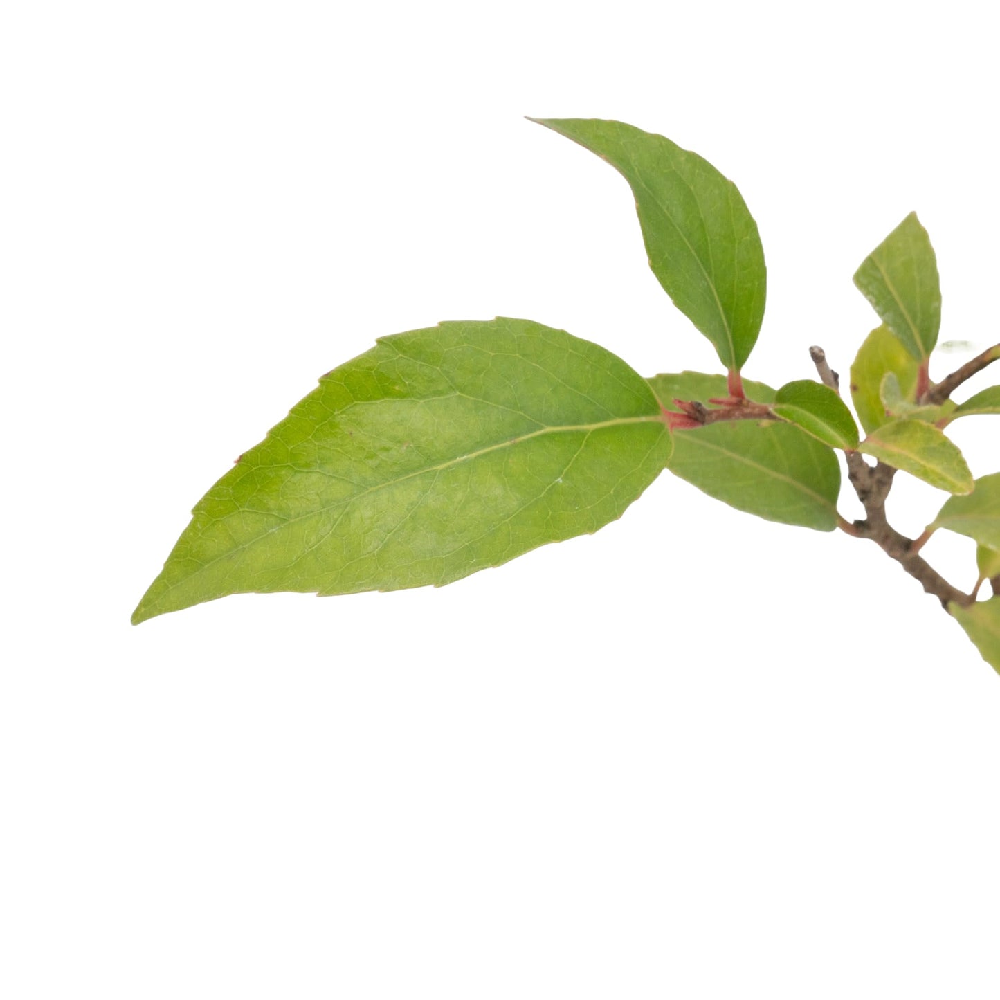 2 Xylosma Congestum, Live Plants – Shiny Xylosma in 2.5” Nursery Cubes – Fast-Growing, Low-Maintenance Evergreen Shrub for Hedges & Landscaping