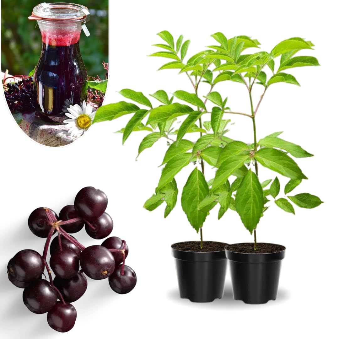 1 Elderberry Bushes Plants Live, No Pot, 6-12" in Tall, Dormant, No Leaf, Cold Hardy for Outdoor Planting