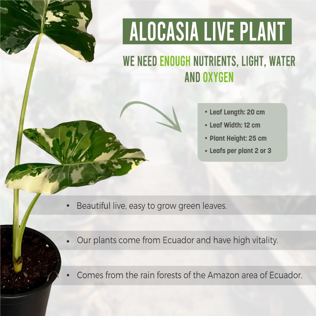 LEAL PLANTS ECUADOR Alocasia Variegated Mickey Mouse x Macrorrhiza (Pack of 2)| Exotic Green Plant | Live Indoor Houseplant | Elephant Ear Houseplant | Green Velvet Alocasia | Velvet Taro Plant