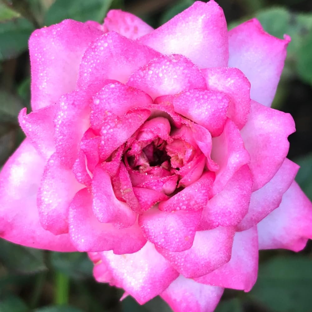 Ornamental Rose Live Plant, Everblooming Roses Flowers, in Pot, Indoor Outdoor Home Garden (Pink Miniature Rose)