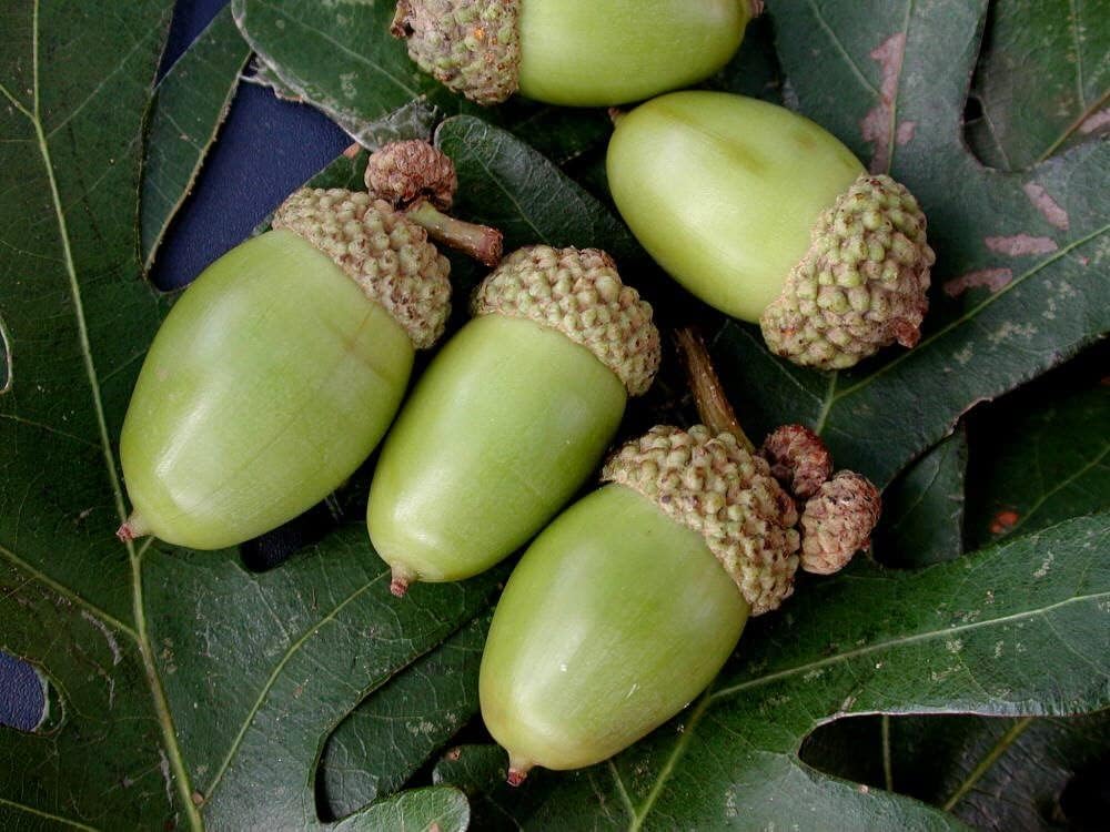 White Oak Trees for Planting | Live Tree Seedlings | No Ship to California (2 Trees)