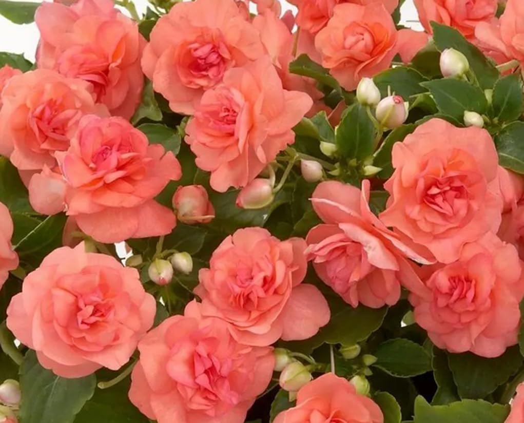 100PCS Double Camelia Flowered Mixed Color Impatiens Seeds Non-GMO Heirloom