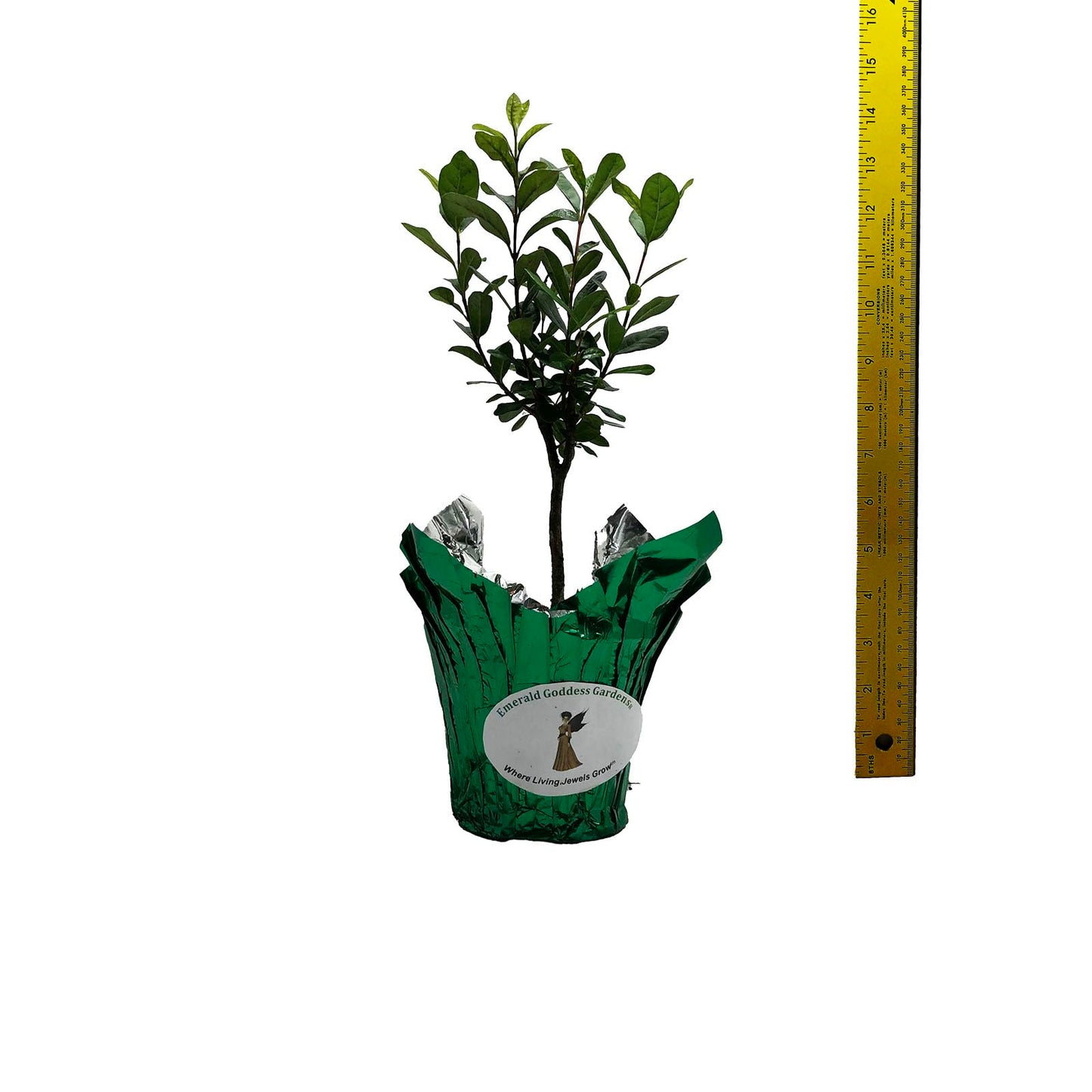 Fejoa Pineapple Guava Silver Leaf - Live Fruit Plant - Edible Landscape - ACCA sellowianna - White Flower - Emerald Goddess Gardens - Starter Sz 4 Inch Pot