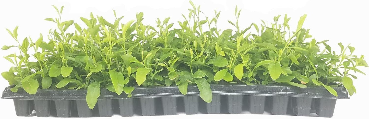 Plumbago Imperial Blue Plants | 3 Live Seedlings | Plumbago Auriculata | Perfect for Bright Garden Displays | Hardy & Low Maintenance