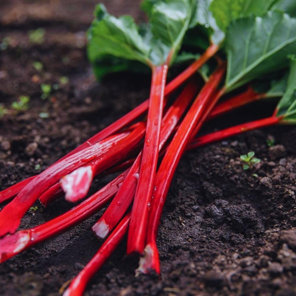 Red Rhubarb Plant for Planting, Rhubarb Bare Roots, 4 to 6 Inc in Height, Perennial Vegetable Plant, Zone 3 to 8