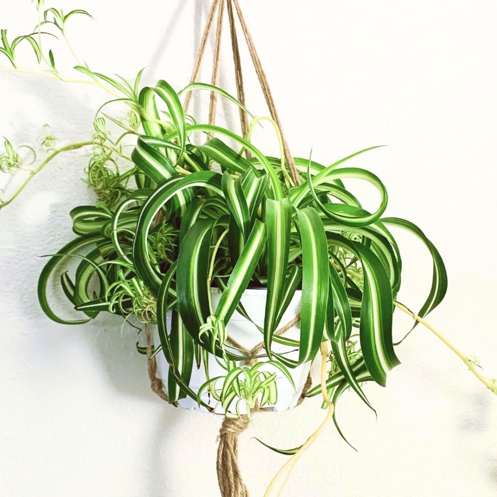 Spider Plant, Curly Spider Plant Live Indoor Houseplant 4 Inches Potted