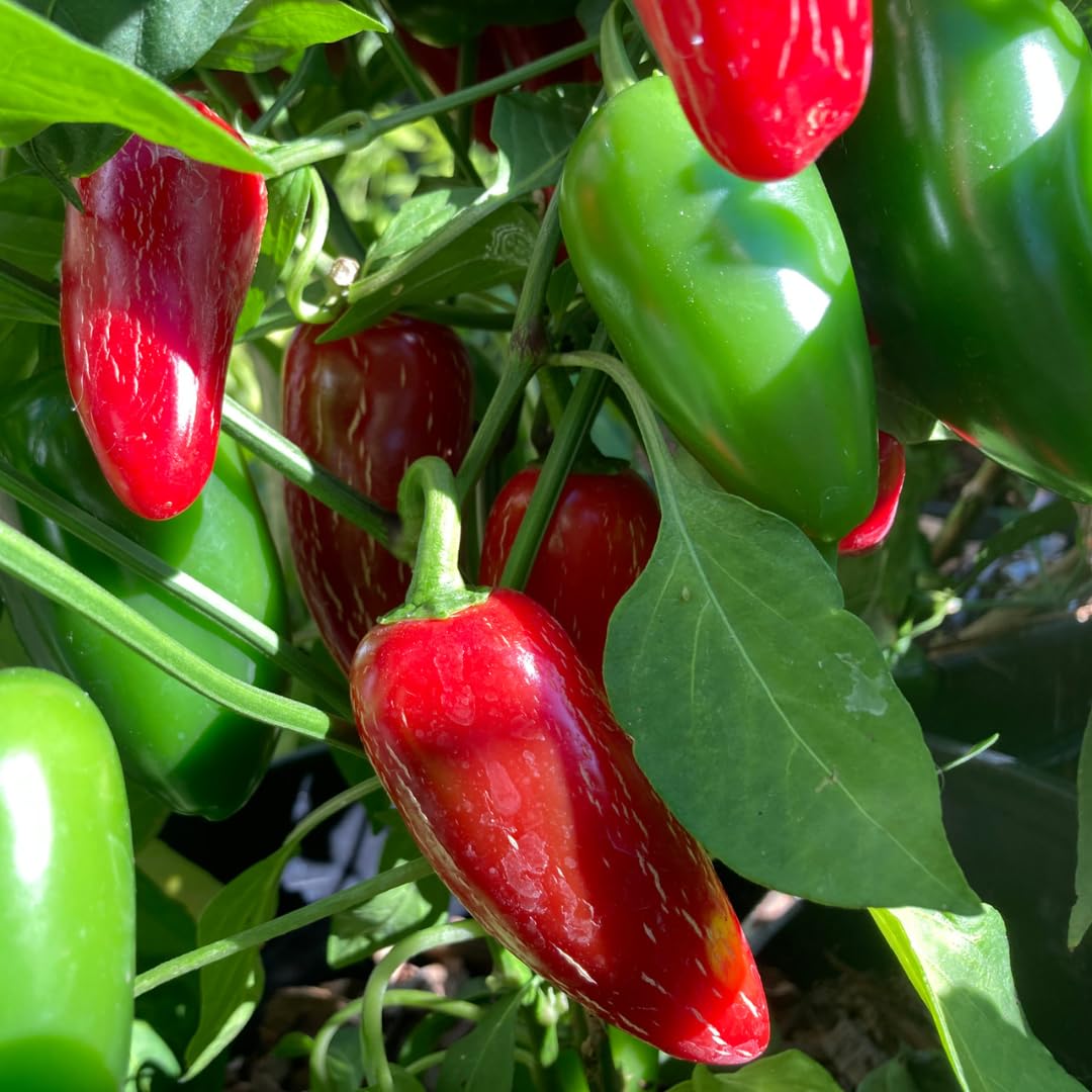 Live Jalapeno Pepper Plant in 4 Inch Pot, 4–7 Inch Tall Seedling, Green Chili Pepper Plant for Garden or Container Growing