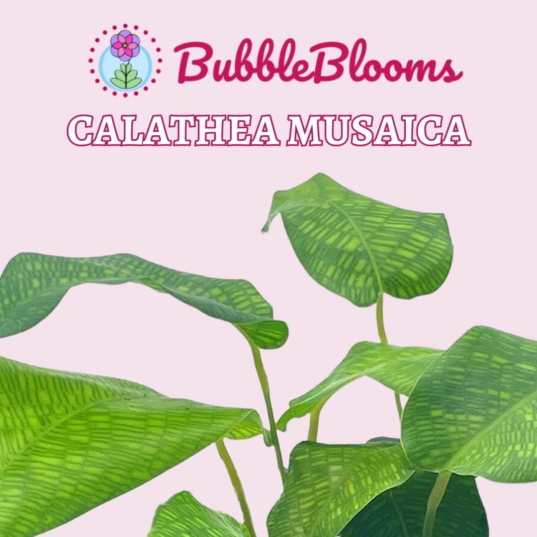 BubbleBlooms Calathea Musaica, 4 inch Calathea Network Prayer Plant Rare