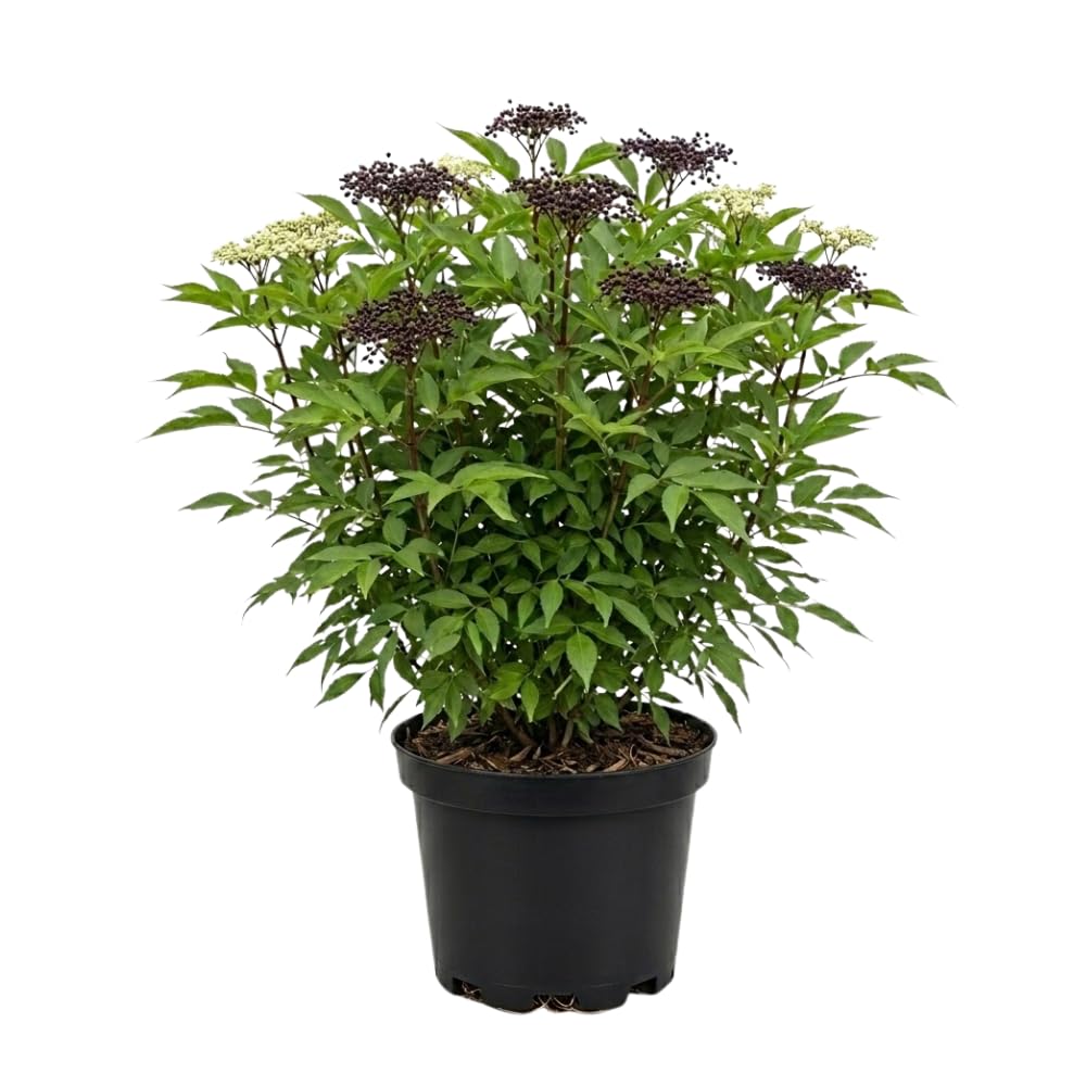 Elderberry Plant Live in Quart Pot, Fast Growing Sambucus Canadensis, White Flower Clusters, Perennial Berry for Garden Beds & Landscape