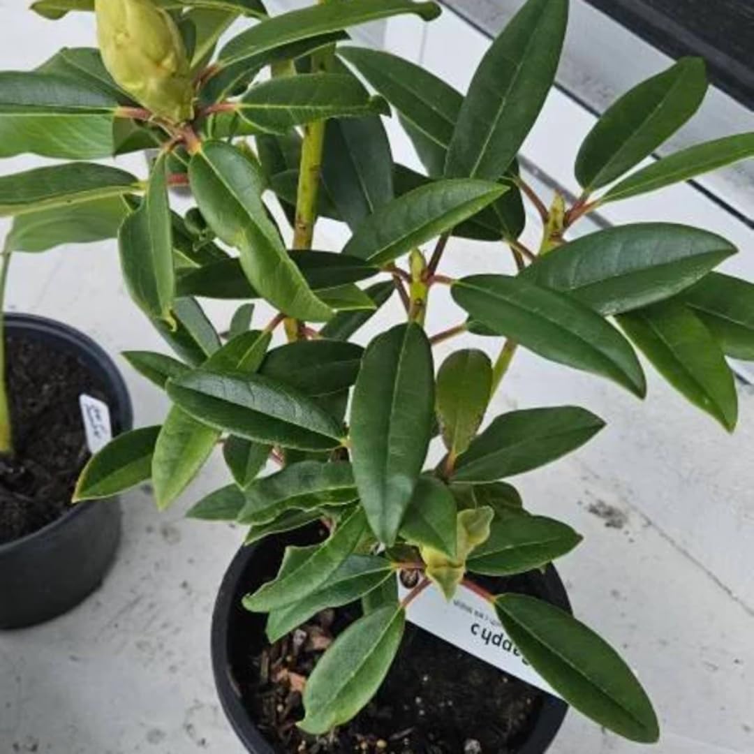 1-2 Ft Purple Magenta Rhododendron Plants Live, Azalea Rhododendron Bush Shrubs in 1 Gallon Pot for Planting, Azalea Bush Ready Plant, Live Rhododendron Plant Azalea