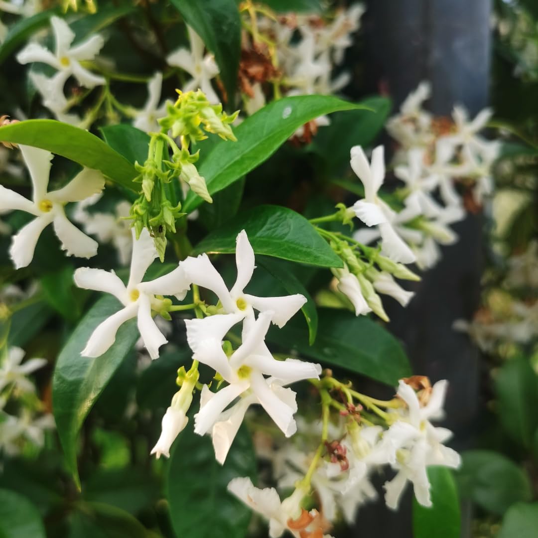 Star Jasmine Plant Live, Fragrant Jasmine Vine, 10 Inches Tall in 3 Inch Pot, Ready for Indoor or Outdoor Growing