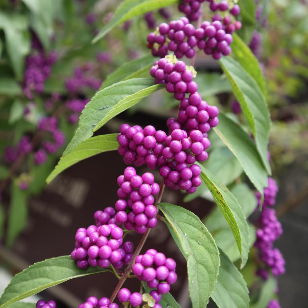 American Beautyberry Tree Live Plant, 2–3 Years Old, 12-16 Inches Tall, Outdoor Berry Shrub for Garden Spring Planting, Bare Root, Well-Rooted
