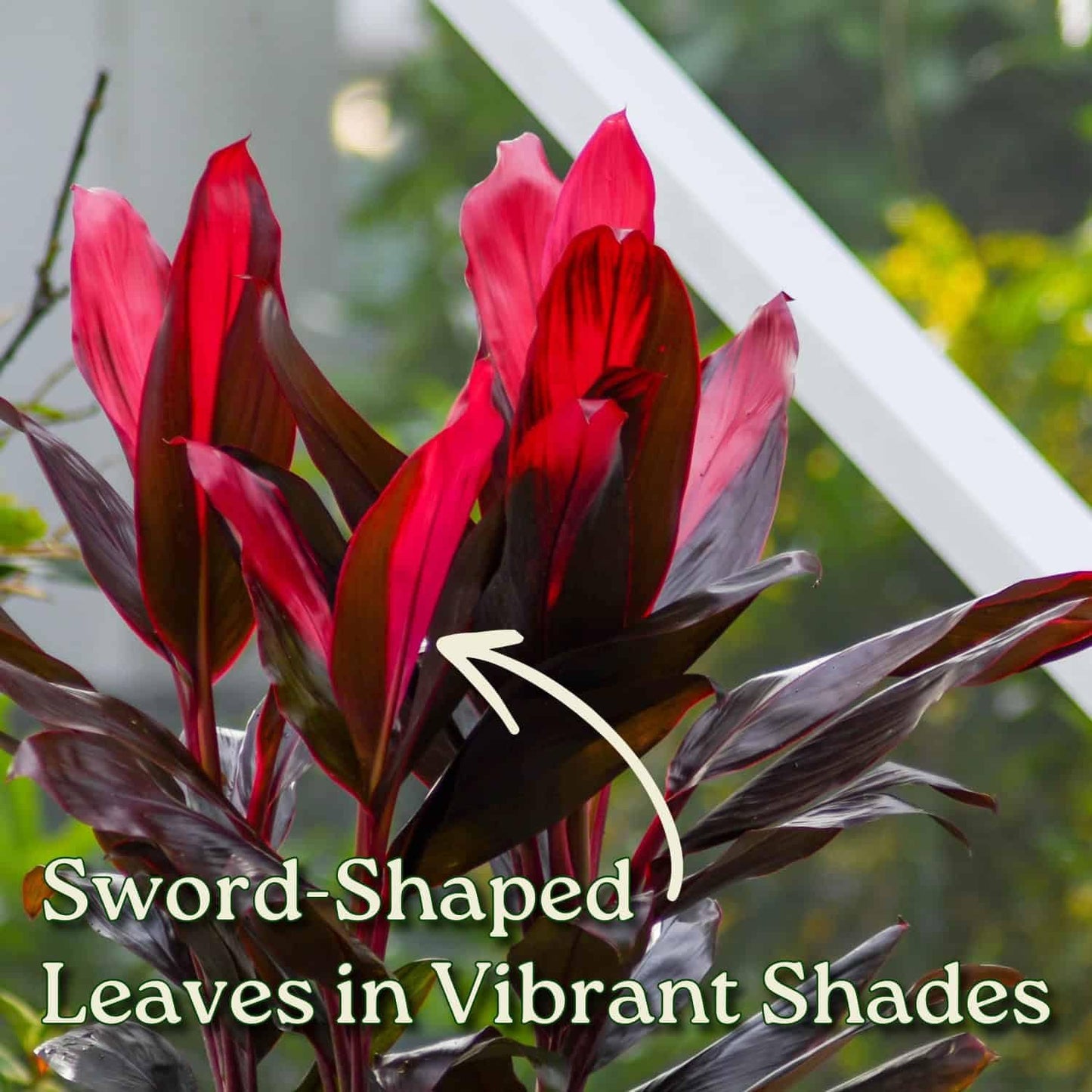 Hawaiian Ti Cordyline Plant - Tropical Foliage Plant - Overall Height 26" to 32" - Tropical Plants of Florida (Plant Only)