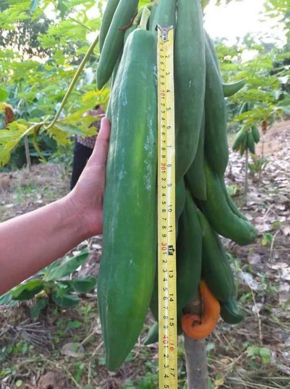 HIGH Germination Mix Papaya 50+ Seeds Đu Đủ Dwarf and Long Non GMO Heirloom - Very Fresh, Rare, Organic, High Yielding, Fast-Maturing and Sweet Flavor - Compact Size for Small Spaces