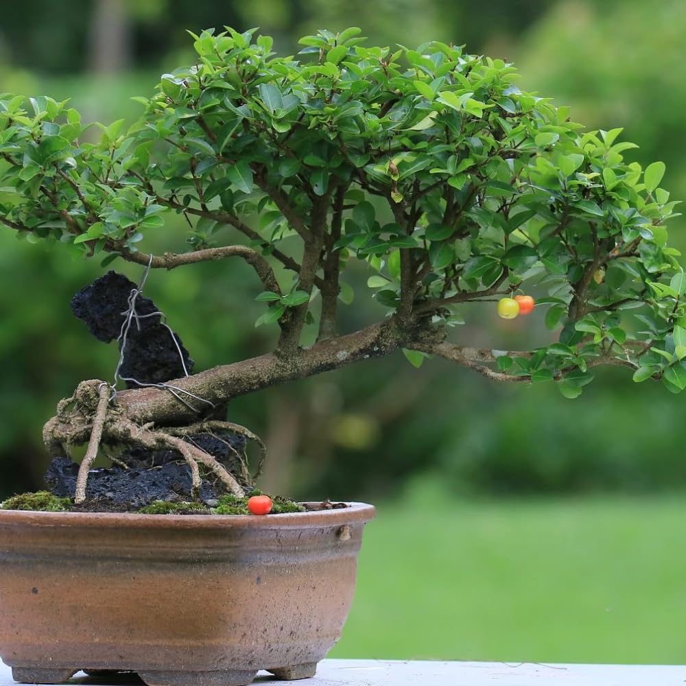 Barbados Cherry Tree, 4-8 Inch Tall, Acerola Barbados Cherry Plant Live for Planting Indoor Outdoor Ornamental Garden, No Pot