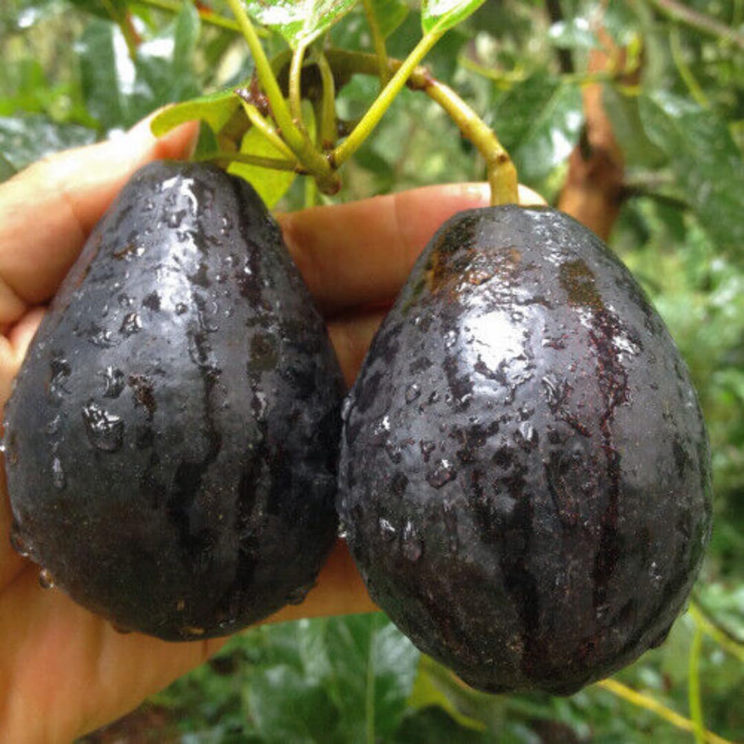 2 Years Old Avocado Tree Grafted, 1-2 Feet Tall in 3 Gallon Pot,Ready to Plant and Bear Fruit (Black)