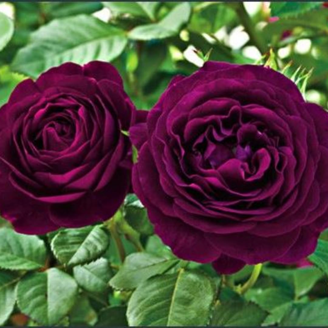 6 Months Old Climbing Rose Live Plant, Well Rooted 5-9" Tall, No Leaf, Ready to Plant Indoor Outdoor, Climber Rose Bush, Hybrid Tea Rose Like, Very Fragrant, Long Bloomer (Purple)