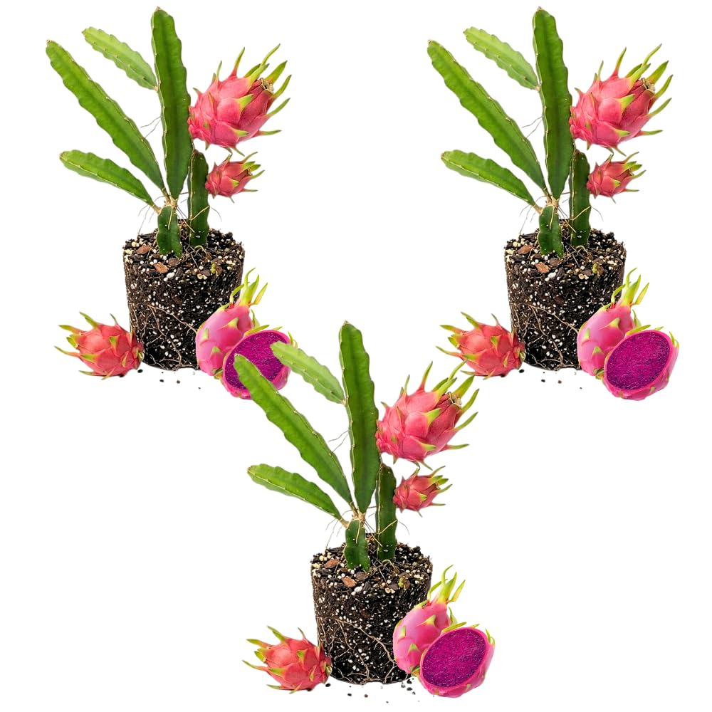 Set 3 Baby Dragon Fruit Plants Live, Sweet Dragon Fruit Plant, Yellow Fruits Tree Starter 3-7 Inches Tall, Tropical Plant for Indoor Outdoor