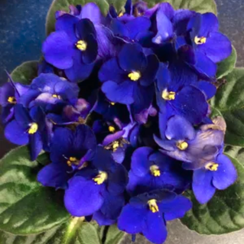 African Violet Live Plant Houseplant in 4" Pot, Blooming Indoor Plant for Home or Office with Vibrant Flowers (Blue African Violet)