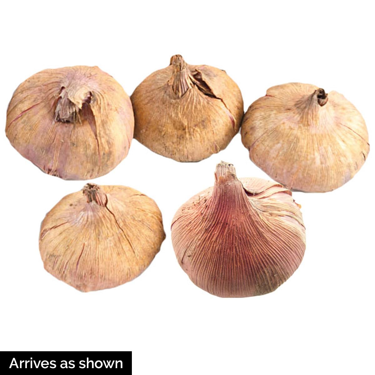 Direct Gardening - Purple Flowering Flora Gladiolus, Dormant Summer Flowering Bulbs, 16 per Offer