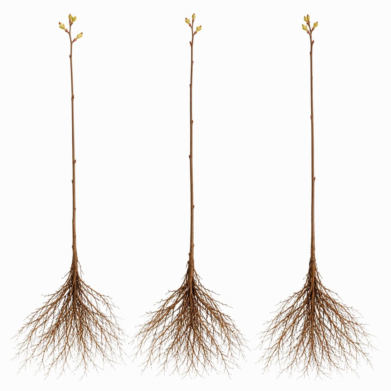 3 Pear Tree Saplings with Exposed Root System – Live Fruit Trees, High-Yield Pear Plants for Indoor & Outdoor Growing, Garden Ready Starter Trees