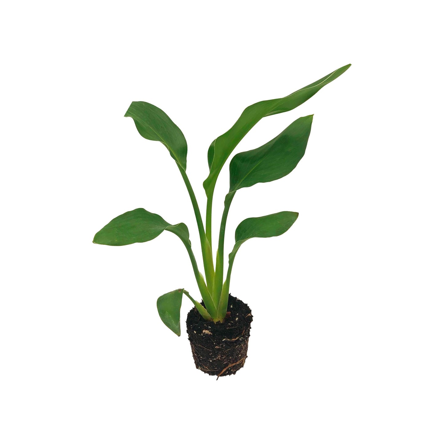 Live Orange Birds of Paradise Plant - ‘Orange Birds of Paradise’ Strelitzia Reginae - ragnaroc Tropical Plant 6-10” Tall - 1ct - Live Arrival Guaranteed - House Plants for Home Decor & Gift