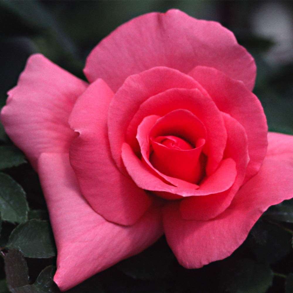 Heirloom Roses Rose Plant - Country Dancer Pink Rose Bush, Hardy Live Plant for Planting Outdoors