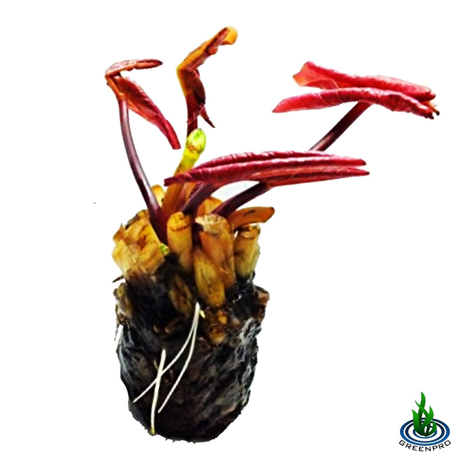Nymphaea Attraction Red Hardy Water Lily Tuber Rhizome Live Aquatic Plants for Pond Water Garden